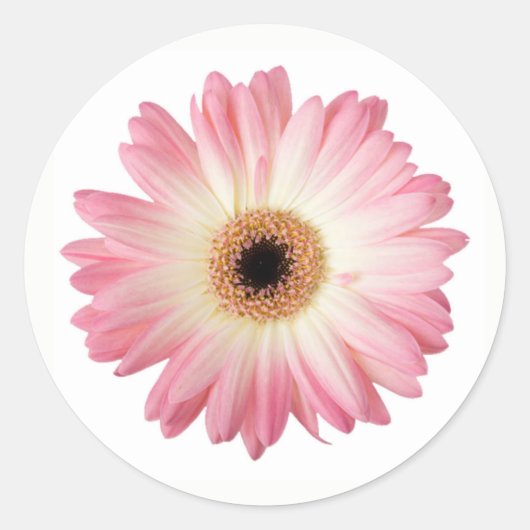 Rosa und weiße Fotografie Gerbera Daisy Blume Runder Aufkleber (Vorderseite)