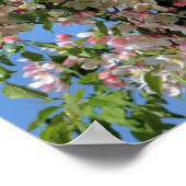 Rosa und weiße Frühlingskrabapfel blühen Poster (Ecke)