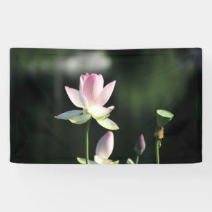 Rosa und weiße Lotus-Blume Banner