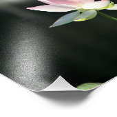 Rosa und weiße Lotus-Blume Fotodruck (Ecke)