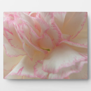 Rosa und weiße Nelke Fotoplatte