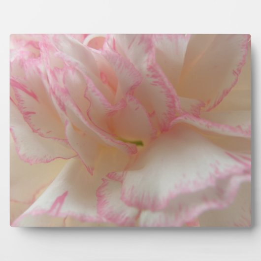 Rosa und weiße Nelke Fotoplatte (Vorderseite)