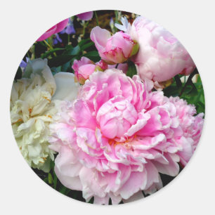 Rosa und weiße Pfingstrosen Runder Aufkleber