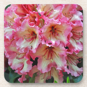 Rosa und weiße Rhododendron-Blume Getränkeuntersetzer