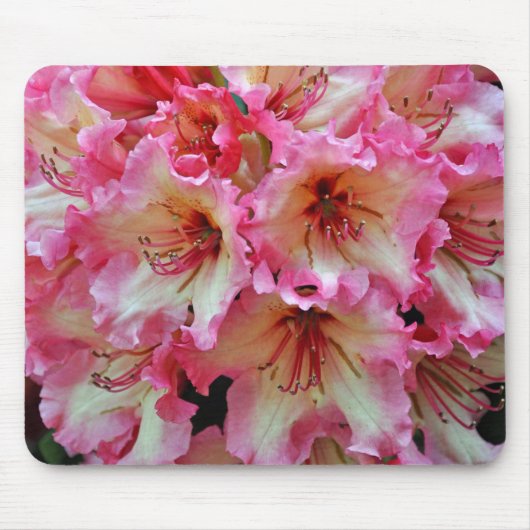 Rosa und weiße Rhododendron-Blume Mousepad (Vorne)
