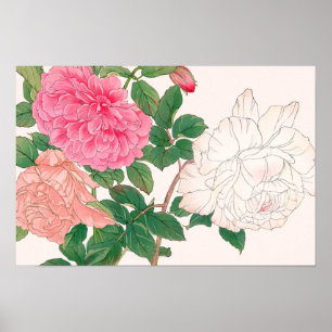 Rosa und weiße Rosenblüten mit grünen Blättern Poster