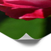 Rosa und weiße Rosenplakate Poster (Ecke)