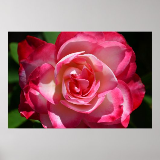 Rosa und weiße Rosenplakate Poster (Vorne)