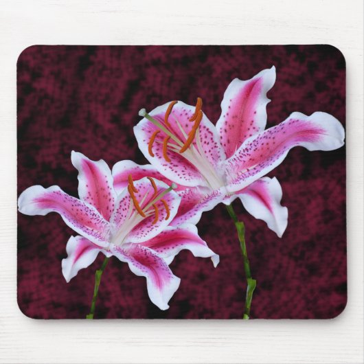 Rosa und Weiße Sterngazer Lily Nah up Fotografie Mousepad (Vorne)