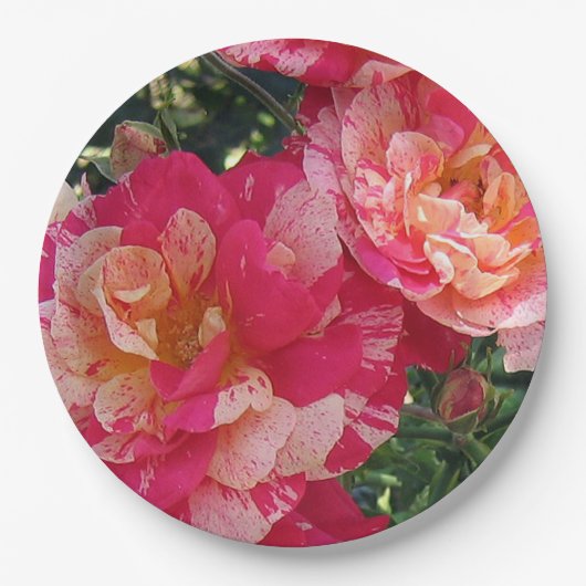Rosa und weiße Streifen Rose Blumenstrauß Pappteller (Vorderseite)