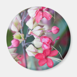 Rosa und weiße tropische Blume Magnet