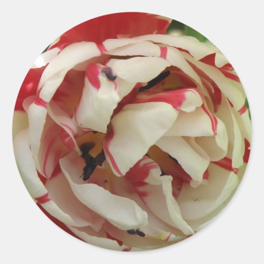 Rosa und weiße Tulip Aufkleber (Vorderseite)