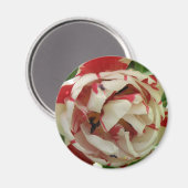 Rosa und Weiße Tulip Magnet (Vorderseite/Rückseite)