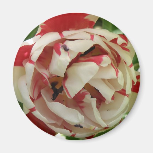 Rosa und Weiße Tulip Magnet (Vorne)