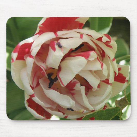 Rosa und weiße Tulip Mousepad (Vorne)