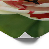 Rosa und weiße Tulip Poster (Ecke)