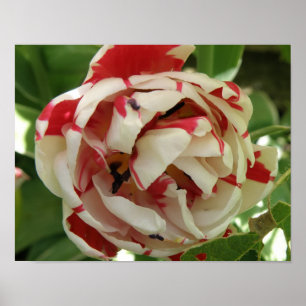 Rosa und weiße Tulip Poster