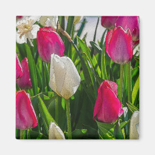 rosa und weiße Tulissen farbenfroh Magnet