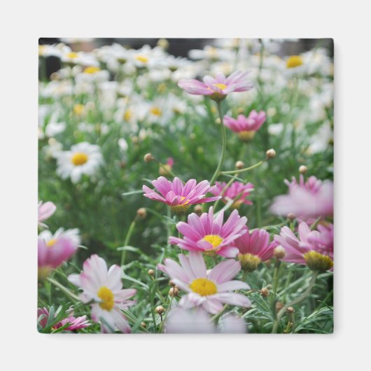 Rosa und weiße Wildblumen Magnet (Vorne)
