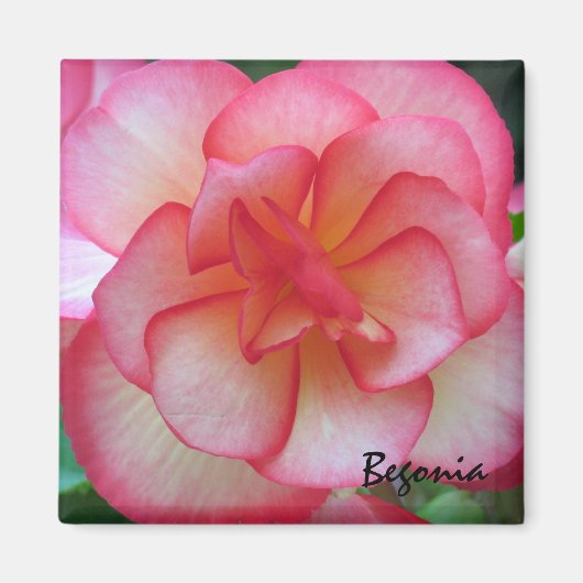Rosa und weißes Begonia Magnet (Vorne)
