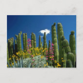 Rosa Viele Pflanze, Sonorische Wüste, Arizona Blum Postkarte (Vorderseite)