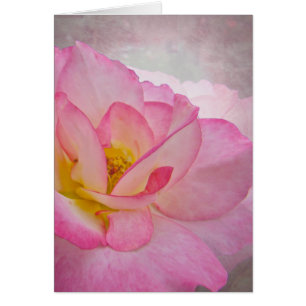 Rosa Viktorianische Rose