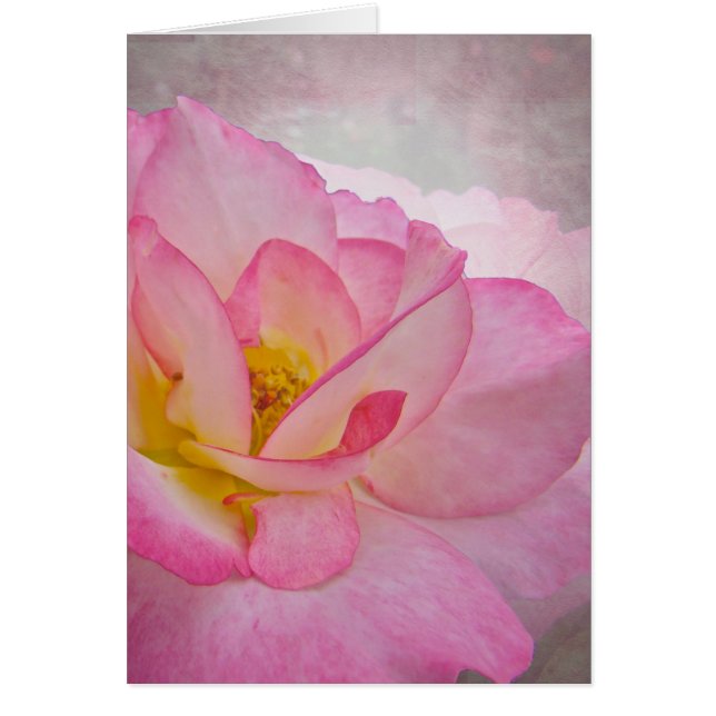 Rosa Viktorianische Rose (Vorne)