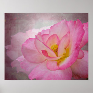 Rosa Viktorianische Rose Poster