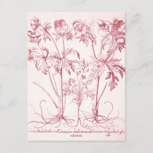 Rosa Vintage botanische Kunst Postkarte (Vorderseite)