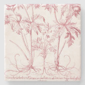 Rosa Vintage botanische Kunst Steinuntersetzer (Vorderseite)