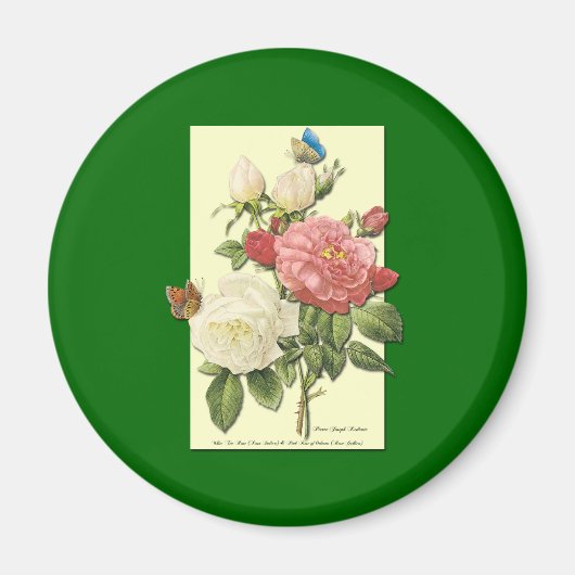 Rosa Vintage botanische Rose Magnet (Vorne)