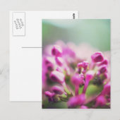 Rosa Vintage Makro-Blume Postkarte (Vorne/Hinten)