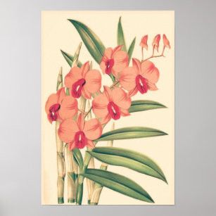 Rosa Vintage Orchideen Poster