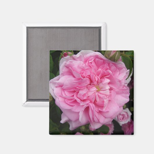 Rosa Vintage Rose Blume Magnet (Vorderseite/Rückseite)