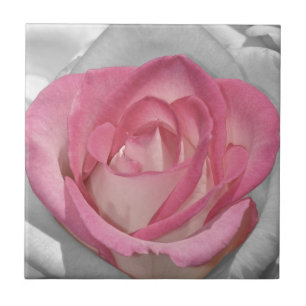 Rosa Vintage-Rosen-Druck Fliese