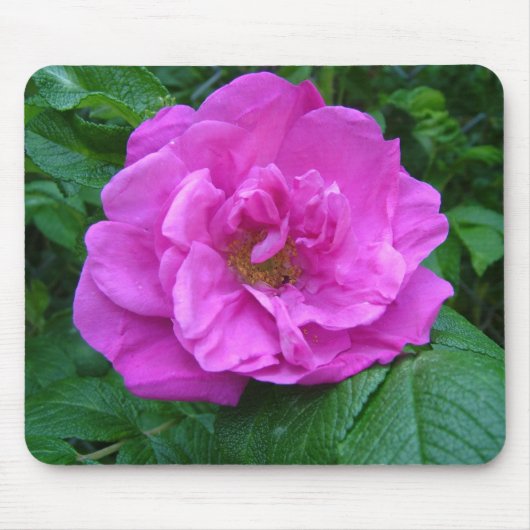 rosa, violette Rosenblume Mousepad (Vorne)