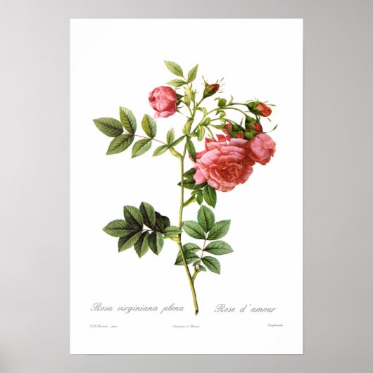 Rosa virginiana plena poster (Vorne)