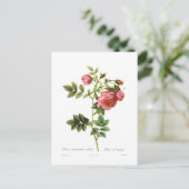 Rosa virginiana plena postkarte (Stehend Vorderseite)