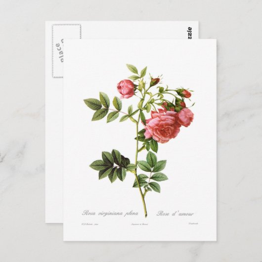 Rosa virginiana plena postkarte (Vorne/Hinten)