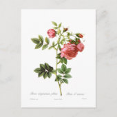 Rosa virginiana plena postkarte (Vorderseite)