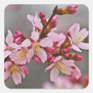 Rosa vor einem grauen Himmel Japanische Kirschblüt Quadratischer Aufkleber