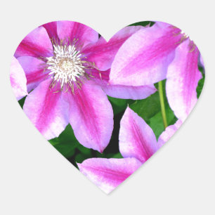 Rosa Waldrebe und wilder Oregano Herz-Aufkleber