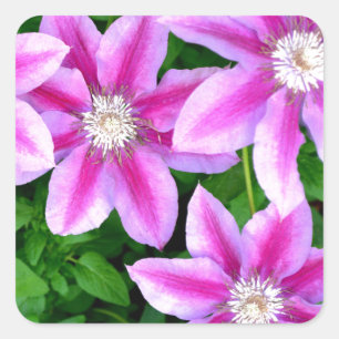 Rosa Waldrebe und wilder Oregano Quadratischer Aufkleber