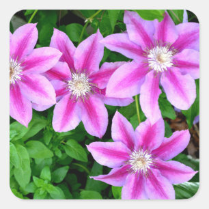 Rosa Waldrebe und wilder Oregano Quadratischer Aufkleber
