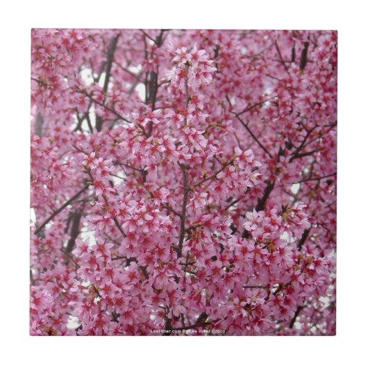 Rosa Wand aus Kirschblüten Tile Fliese (Vorderseite)