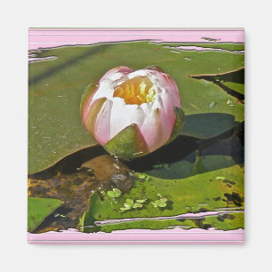 Rosa Wasser-Lilie Knospen-Magnet Magnet