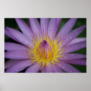 Rosa Wasser-Lilie Poster