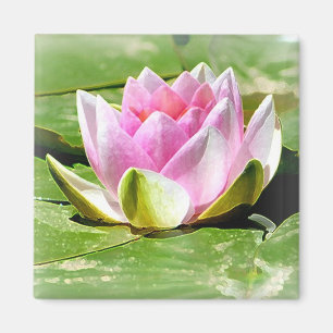Rosa Wasser-Lilien-Magnet - Quadrat Magnet