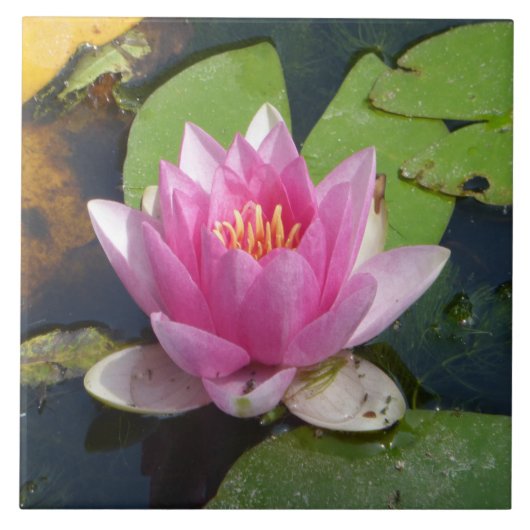 Rosa Wasser-Lilien-nahe hohe Keramik-Fliesen Fliese (Vorderseite)