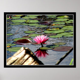 " Rosa Wasserlilie bei Reinstein Woods " Print " Poster